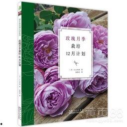 玫瑰花栽培技术视频,视频解析高效种植技巧