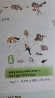 老鹰吃兔子视频