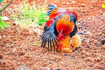公鸡母鸡交配视频,自然繁衍的奇妙瞬间